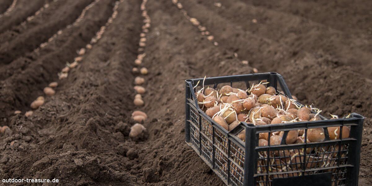 vorgekeimte Kartoffen werden im Feld gesetzt