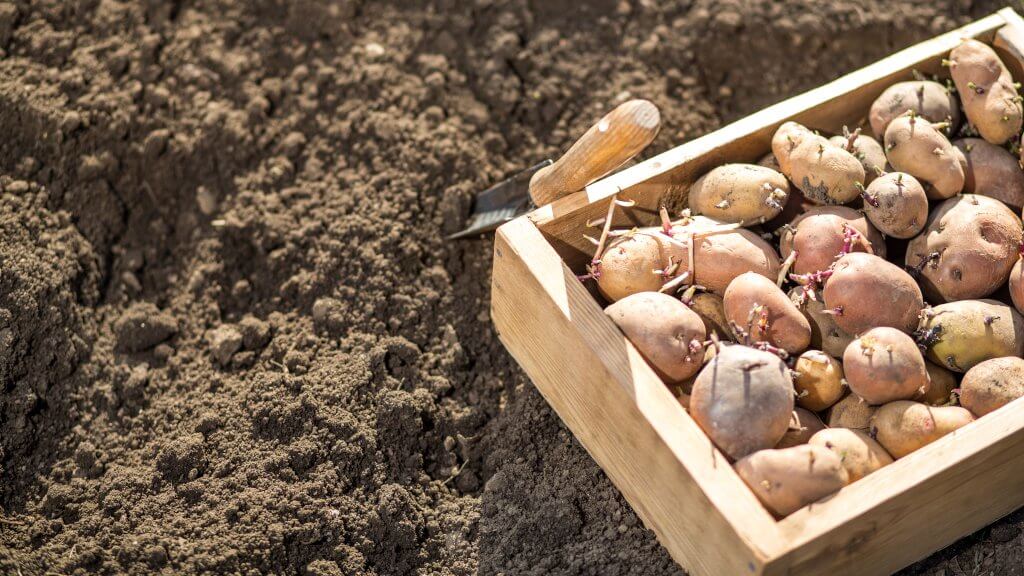 Kartoffeln vorkeimen lassen: So steigern Sie Ihren Ernte-Ertrag